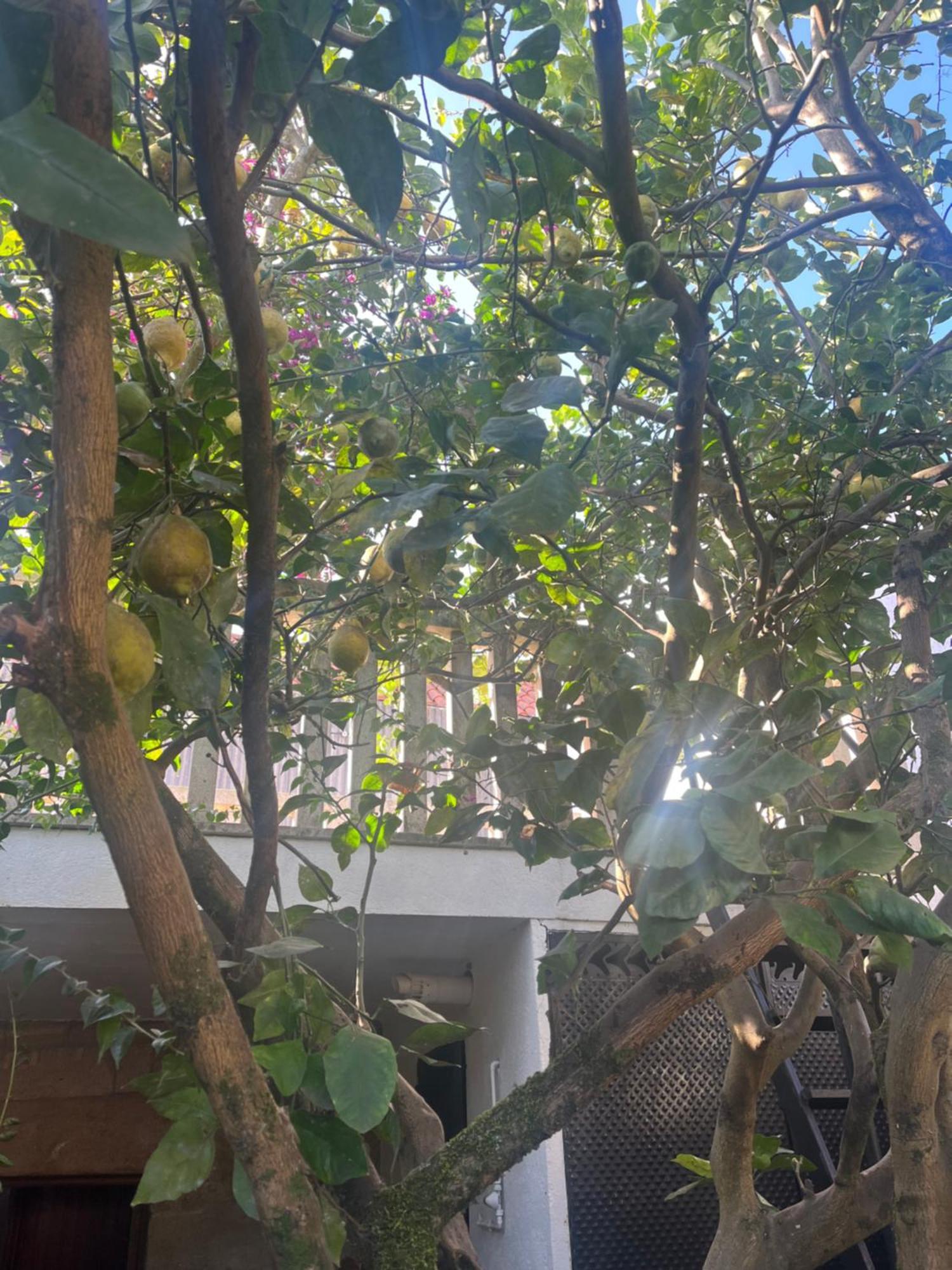 Ferienhaus El Limonero Combarro